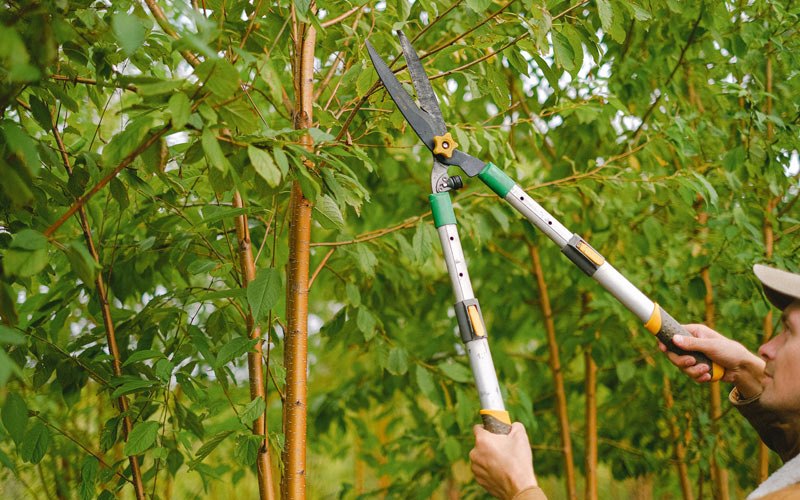 Tree trimming in Centerton, AR